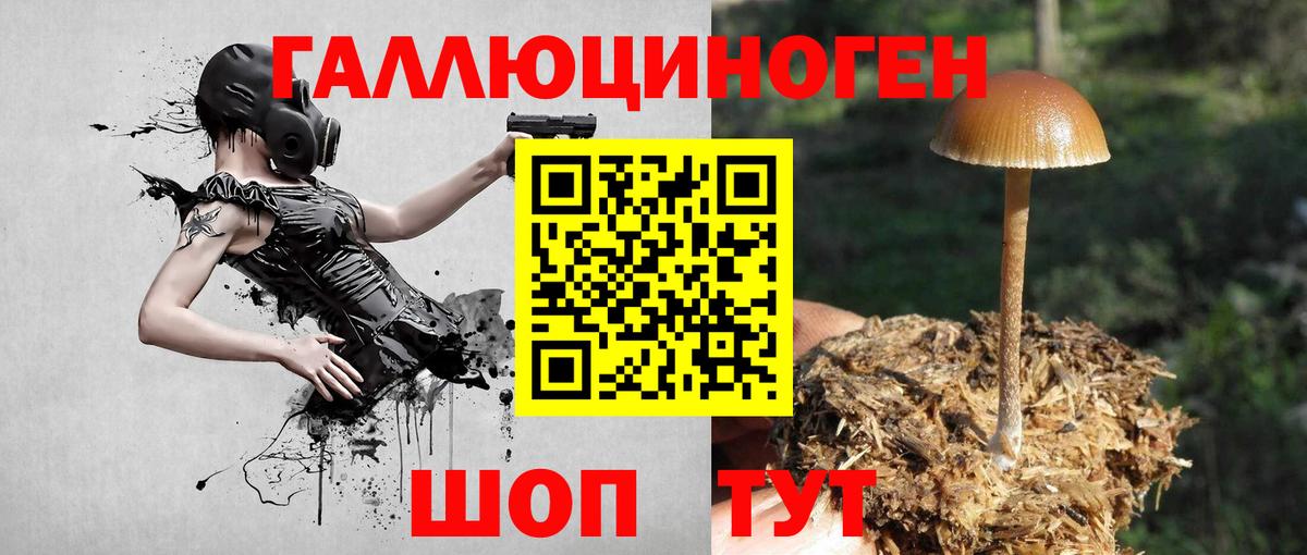Псилоцибиновые грибы Psilocybe  Вход с VPN  Малгобек 